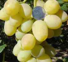 Grape `ljiljan u dolini `: opis, karakteristike, svojstva uzgoja