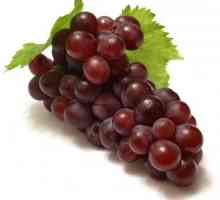 Grapes `nizina: karakteristika i opis ocjene. Briga za kulturu grožđa