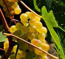 Grapes `Platovsky`: opis i recenzije
