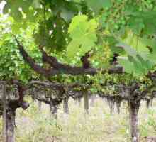 Vinova loza. Kako saditi vinovu lozu? Kako se oblikuje vinova loza?