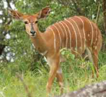Antilope: opis vrsta