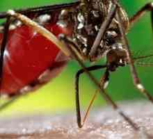 Virus denga groznice. Dengue groznica: simptomi, dijagnoza, liječenje i prevencija