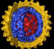 Virus hepatitisa B - što je to? Kako liječiti hepatitis B?