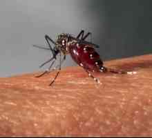 Zika virus u Rusiji: simptomi, načini prijenosa, posljedice