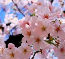 Cvjetovi trešnje. Cvjetanje višnje: fotografija