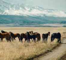 Viza u Mongoliju: dokumenti i rokovi. Što trebate putovati u Mongoliju