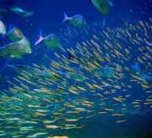 Vanjska struktura riba. Vanjska i unutarnja struktura riba. Značajke vanjske strukture ribe