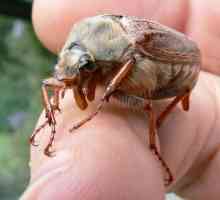 Unutarnja i vanjska struktura May beetlea