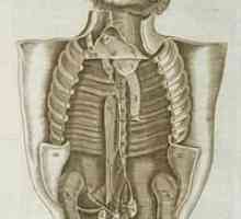 Unutarnji organi čovjeka: struktura i položaj