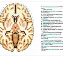 Unutarnja kapsula mozga (capsula interna): struktura. Anatomija mozga