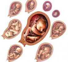 Intrauterni razvoj fetusa: glavne faze