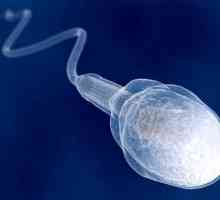 Koliko se godina pojavljuju spermi u dječacima?