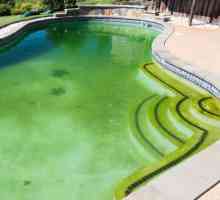 Voda u bazenu postala je zelena, što da radim? Praktične preporuke