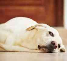 Psi u psima: simptomi i liječenje