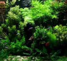 Alge za akvarij: vrste i nazivi