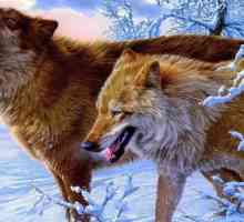 Volkov: podrijetlo imena i slavnog plemenitog rođenja