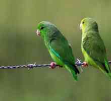 Parrots Passerine su prekrasne egzotične ptice