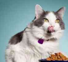 Štetna suha hrana za mačke: pregled veterina