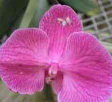 Štetnici orhideja: štedeći našu egzotičnu ljepotu