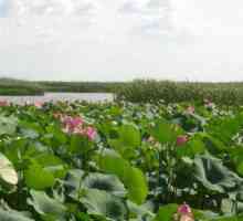 Vrijeme u godini kada cvjetaju lotosi u Astrakhanu