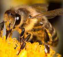 Sve o tome što pčela jede