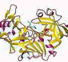Sve o enzimu pepsinu