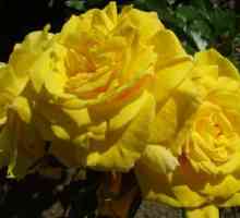 Uobičajena zabluda: žute ruže - simbol tuga?
