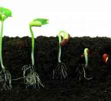Germinacija sjemena: uvjeti i uvjeti. Kako testirati sjeme papra za klijanje