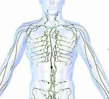 Sjećamo se školskog anatomije: gdje ljudi imaju limfne čvorove