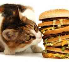 Mi odabiremo hranu za mačku. Koja je najbolja vrsta hrane?