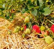 Izaberite mulch za jagode. Mulching jagode s piljevinom, slamom, iglama ili pokrovnim materijalom
