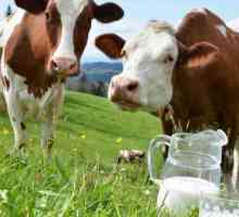 Je li isplativo držati kravu za mlijeko: recenzije i izračuni