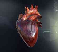 Izvođenje posuda srca, plućnog prtljažnika, aorte, aparata za ventiliranje