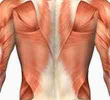 Ispiranje mišića kralježnice: funkcije i jačanje
