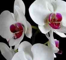 Raste orhideje. Što učiniti kada ove prekrasne biljke cvjetaju?