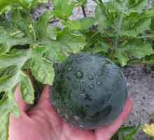 Uzgoj lubenica na otvorenom terenu: tehnologija, značajke i preporuke