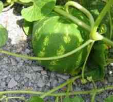 Uzgoj lubenica u Sibiru - posebna skrb
