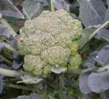 Brokula raste na otvorenom: tehnologija
