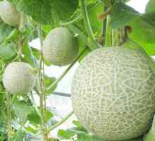 Uzgoj melone u stakleniku od polikarbonata. Sadnja i skrb