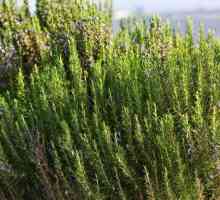 Uzgoj Rosemary od sjemena: značajke, preporuke i njegu