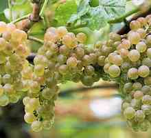 Uzgoj grožđa u srednjem pojasu: finoća. Briga za grožđe u srednjem pojasu