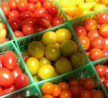 Vrlo bogata sorta rajčice za staklenike. Opis sorti i obilježja uzgoja