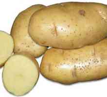 Krumpir s visokim prinosom Šalovi: Variety description