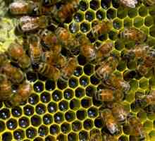 Zaključak kraljice pčela: uvjeti, najbolji načini i metode