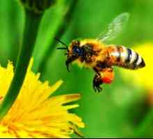 Zašto i kako pčele stvaraju med?
