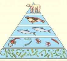 Zašto su neophodni i koja su pravila ekoloških piramida