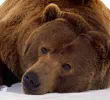 Otajstva prirode, ili Zašto medvjed spava zimi