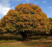 Otajstva o hrastu - drvo koje živi nekoliko stotina godina
