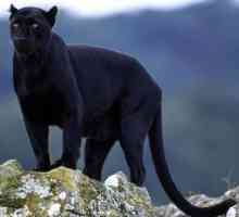 Tajanstvena divlja mačka - crni jaguar: opis, staništa