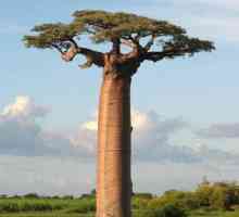 Tajanstveni baobab: čudo stablo